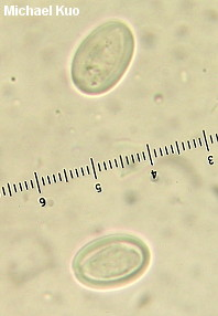 Cyathus Striatus (Hudson) Wildenow Figure 2